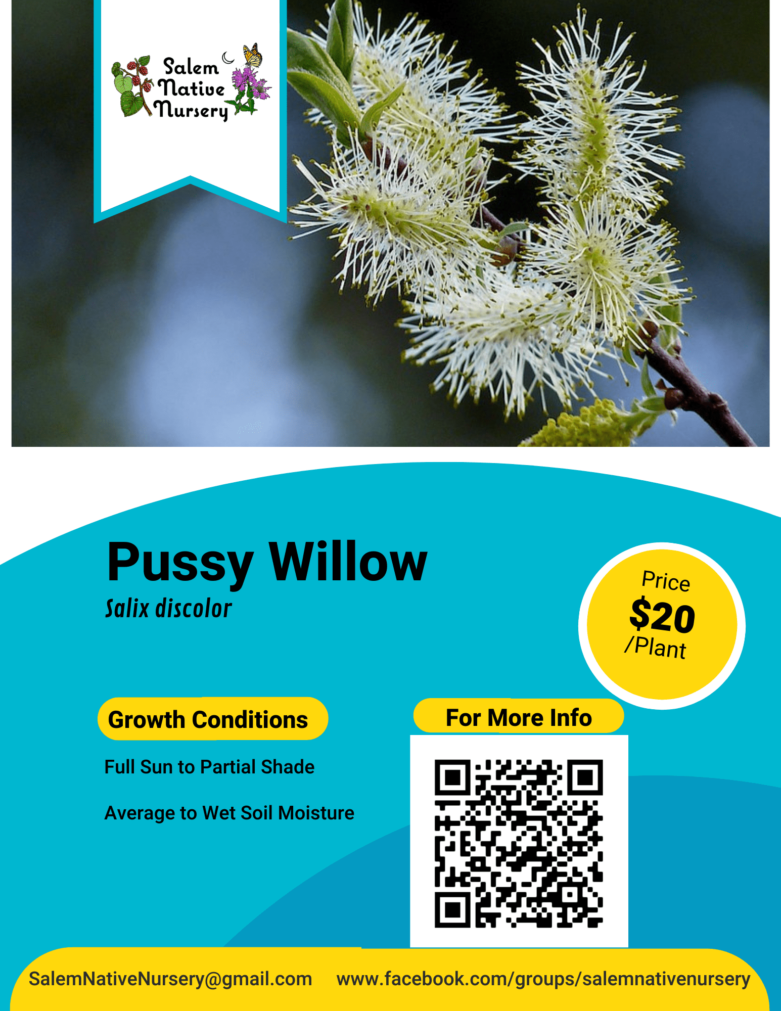 Pussy Willow